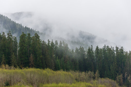 Hazy Morning Fog Along a Treeline at the Hoh Rainforest in Olympic National Park