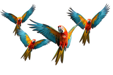 Fototapeta premium colorful parrot Playful demeanor Isolated on white background.