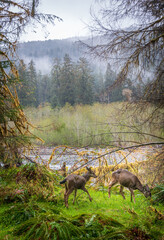 Two Young Doe Deer at Hoh Rainforest in Olympic National Park
