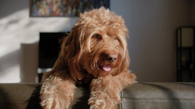 Goldendoodle pet at home, sitting on the couch and looking at camera. Close up