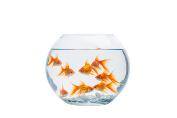 photograph of colorful goldfish Swimming gracefully In a round fish tank,Isolated on white background