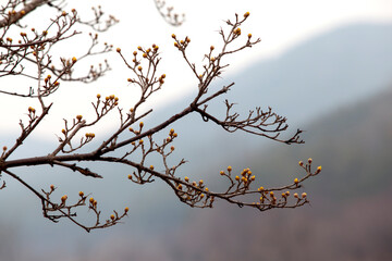 The floral buds of dogwood on the branches