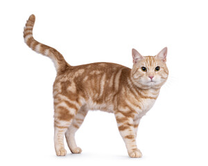 Handsome European Shorthair cat,standing side ways. Looking straight to camera. isolated on a white background.