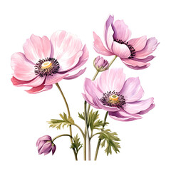 Illustration of pink anemone flowers with buds and green leaves