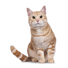 Handsome European Shorthair cat, sitting up facing front. Looking straight to camera with cute head tilt. isolated on a white background.