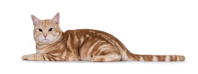 Handsome European Shorthair cat, laying down side ways. Looking straight to camera. isolated on a white background.