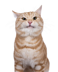 Funny head shot from handsome European Shorthair cat, sitting up facing front. Looking straight to...
