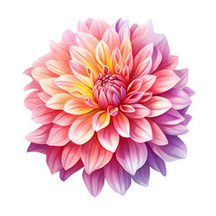 Illustration of a pink and lilac dahlia with a gradient effect on petals