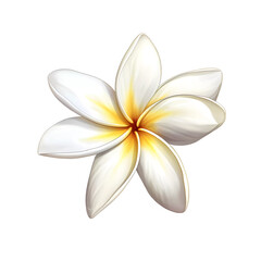 Illustration of a white frangipani flower with yellow center