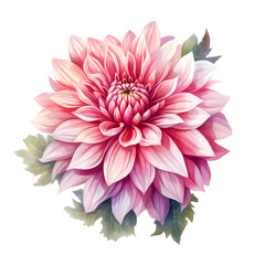 Illustration of a pink dahlia with layered petals and a hint of purple