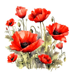 Illustration of a single vibrant red poppy with detailed petals and stem