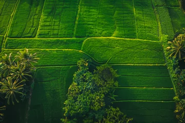 Foto op Canvas aerial view of a lush green field with scattered mature trees © Jettanut