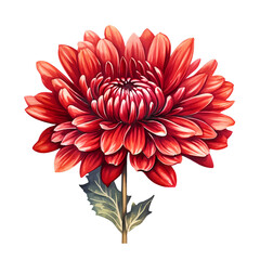 Digital painting of a red chrysanthemum with detailed petals against a white background