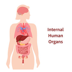 Hand drawn flat human body organ systems infographic with a female body