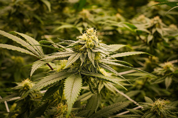 Medical marijuana or Cannabis cultivation  leaves. making medicine and herb product.Alternative...