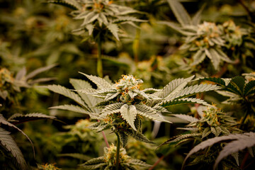 Medical marijuana or Cannabis cultivation  leaves. making medicine and herb product.Alternative medicine concepts.