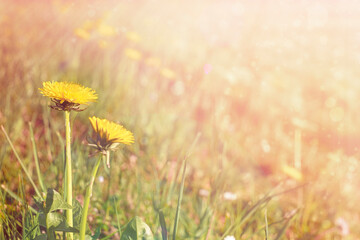 Yellow dandelions flower field. Daisy in the nature. Flowers in sun.