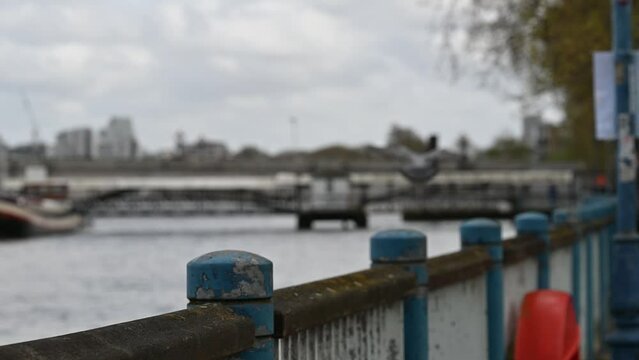 Can't catch a Pigeon within Putney, London, United Kingdom