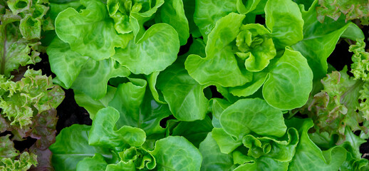 panorama fresh lettuce  Lactuca sativa in the garden