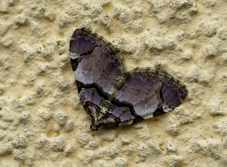 Gray butterfly macro shot on wall - 780368085