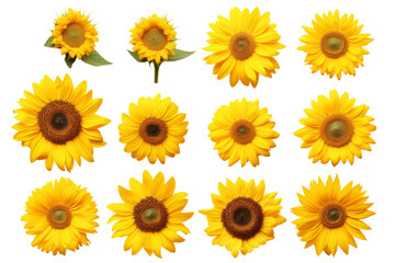 Obraz premium Sunflowers Arranged on White Background. On a White or Clear Surface PNG Transparent Background.