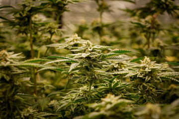 Medical marijuana or Cannabis cultivation  leaves. making medicine and herb product.Alternative...
