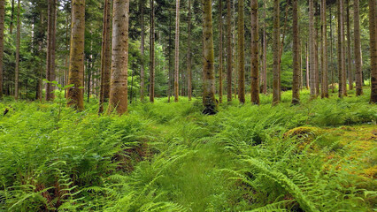 Beautiful green fern plants in magic forest landscape.