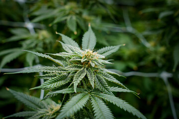 Medical marijuana or Cannabis cultivation  leaves. making medicine and herb product.Alternative medicine concepts.