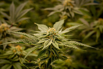 Medical marijuana or Cannabis cultivation  leaves. making medicine and herb product.Alternative...