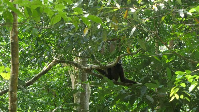 Dense Sumatran rainforest, White-handed Gibbon at home in vegetation