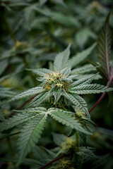 Medical marijuana or Cannabis cultivation  leaves. making medicine and herb product.Alternative medicine concepts.