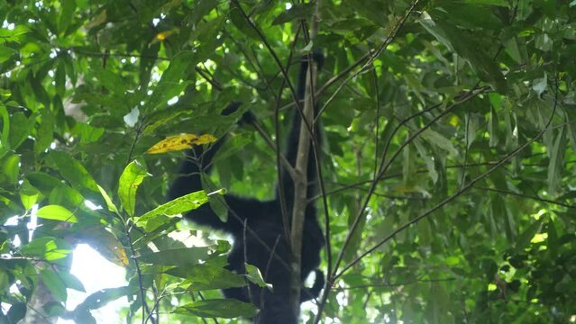 Sumatran black gibbons, highly arboreal, spending majority of time in the trees