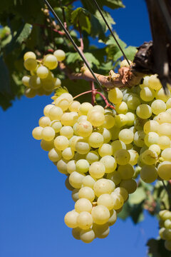 A luscious cluster of ripe white grapes hangs elegantly against a crisp blue sky in a vineyard, symbolizing abundance and the fruition of nature's labor