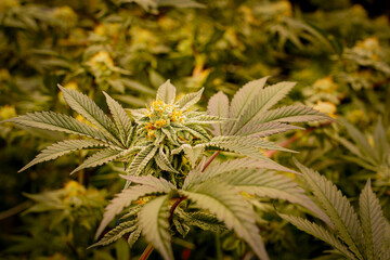 Medical marijuana or Cannabis cultivation  leaves. making medicine and herb product.Alternative...