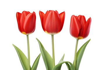 Three Red Tulips in a Vase on White Background. On a White or Clear Surface PNG Transparent Background.