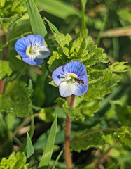 Blue flower Persian speedwell or Veronica persica on stem macro, selective focus, shallow DOF.