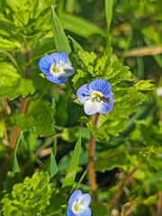 Blue flower Persian speedwell or Veronica persica on stem macro, selective focus, shallow DOF.