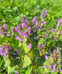 Lamium purpureum, known as red or purple dead-nettle, in the garden.