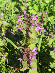 Lamium purpureum, known as red or purple dead-nettle, in the garden.