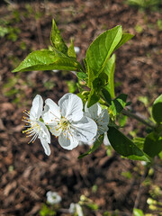 cherry blossom in the sun