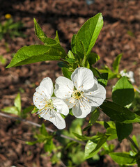 cherry blossom in the sun