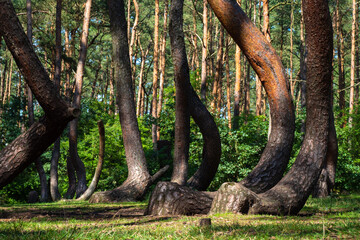 Crooked forest in Poland - The amazingly beautiful twisted trees of Poland's most unique forest