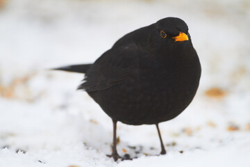 Black, bird and hungry in nature with snow for winter, wildlife and natural habitat or environment for animal. Blackbird, survival and outdoors in cold weather in Europe for adaptation and ice