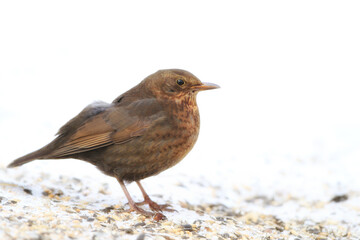 Blackbird, chick and animal in spring nature on ground with snow or ice to search for food and...