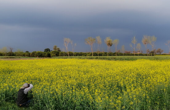 Mustard flower field is full blooming, yellow mustard field landscape industry of agriculture, Pakistan