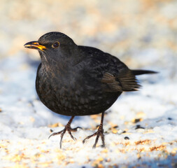 Black, bird and outdoor in nature with snow for winter, wildlife and natural habitat or environment...