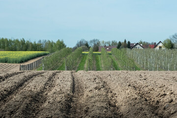 pola uprawne i sady na terenach wiejskich w słoneczny wiosenny dzień.