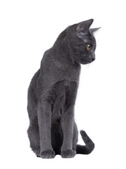 Cute Korat kitten, sitting up facing front. looking side ways showing profile. Isolated cutout on a transparent background.