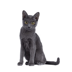 Cute Korat kitten, sitting up facing front. looking under camera. Isolated cutout on a transparent background.