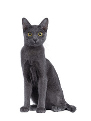 Cute Korat kitten, sitting up facing front. looking straight to camera. Isolated cutout on a transparent background.